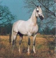 /album/pferdespass-und-reitergluck/araber-jpg/